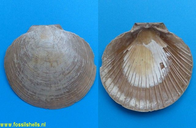 Amusium cristatum