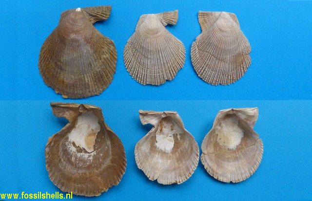 Chlamys varia