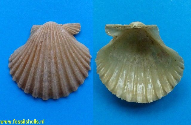 Chlamys species