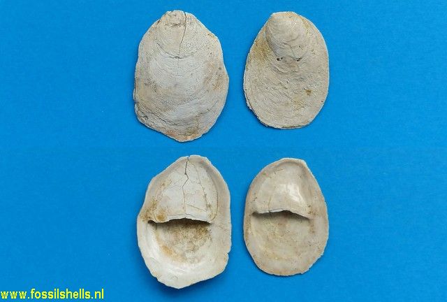 Crepidula unguiformis