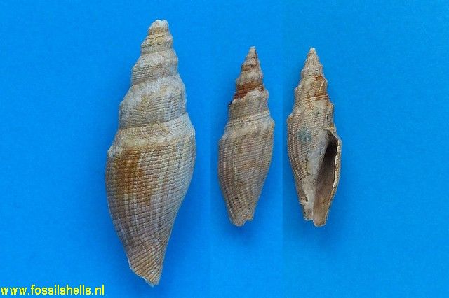 Genota bonnanii