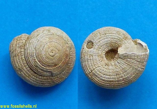 Architectonica obtusa