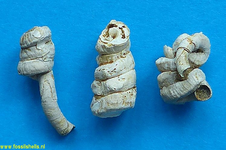 Petaloconchus intortus