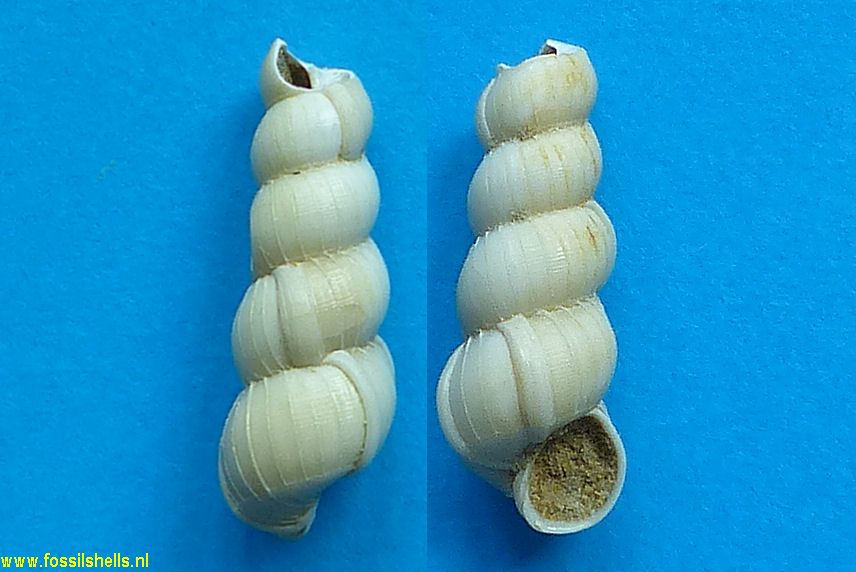 Acirsa species