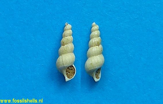 Amaea geniculata