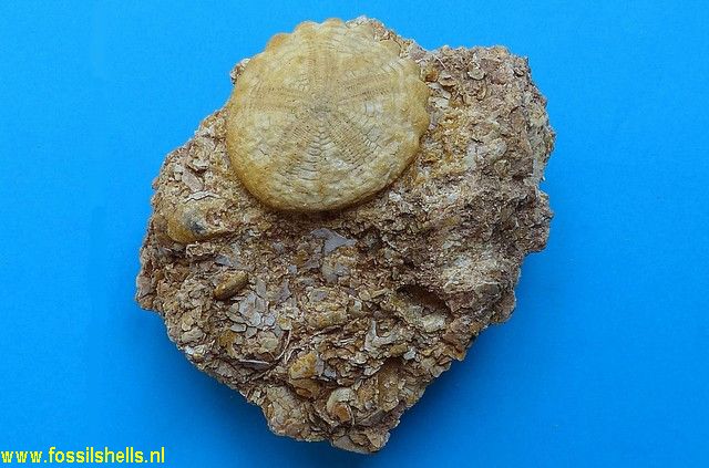 Sismondia intermedia