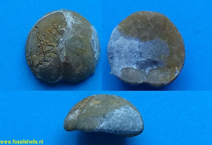 Cardiaster granulosus