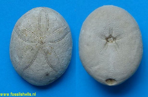 Echinolampas blaviensis