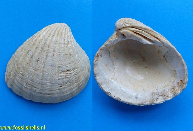 Cardita antiquata
