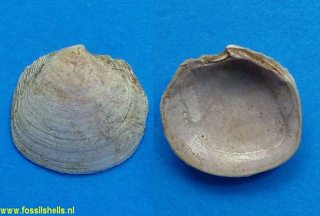 Phacoides meneghinii
