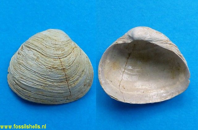 Mioporomya taurinensis