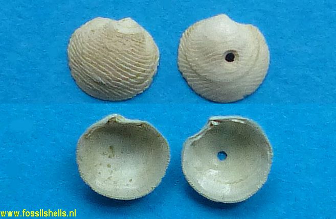 Divaricella divaricata