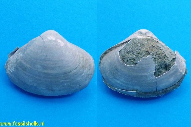 Mactra stultorum