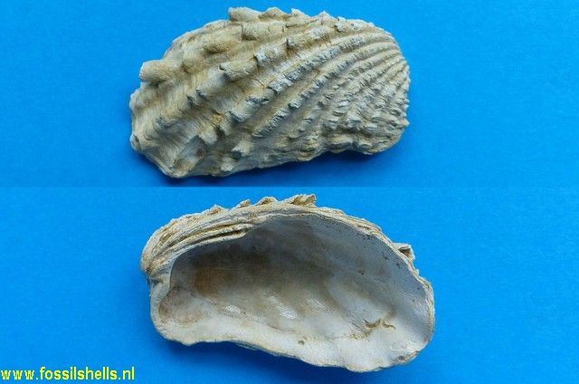 Cardita calyculata