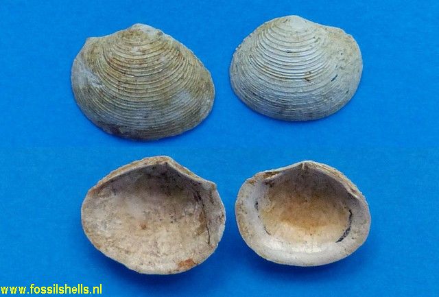 Myrtea spinifera