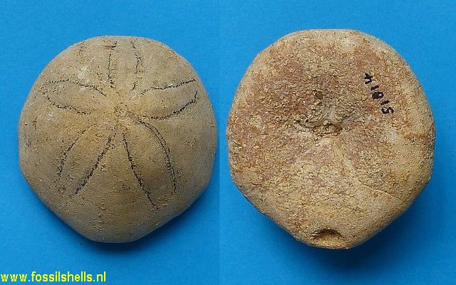 Echinolampas kleinii