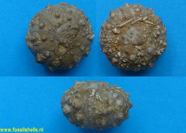 Acrosalenia hemicidaroides bradfordensis