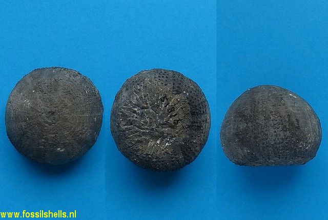 Psephechinus globosus