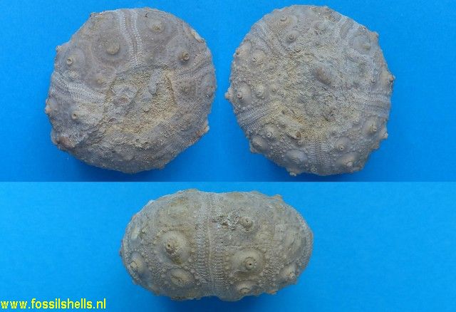 Rhabdocidaris orbignyana