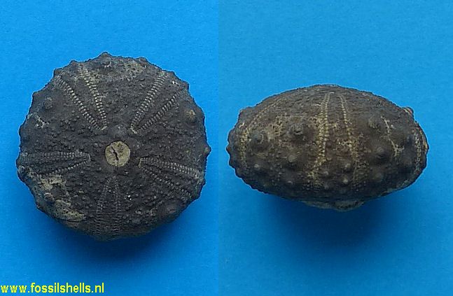 Gymnocidaris pustulosa