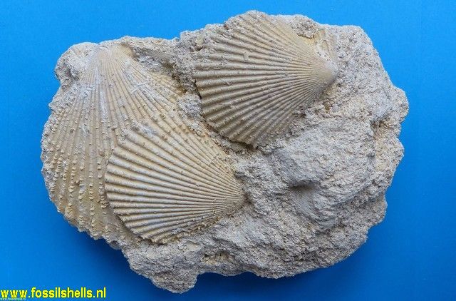 Chlamys pusio