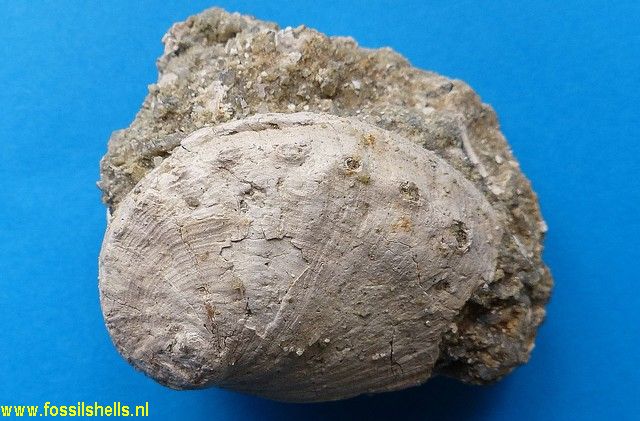 Haliotis volhynica