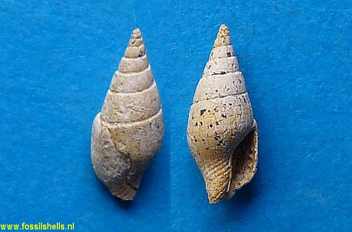 Columbella girondica
