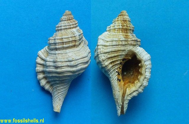 Charonia subcorrugatum