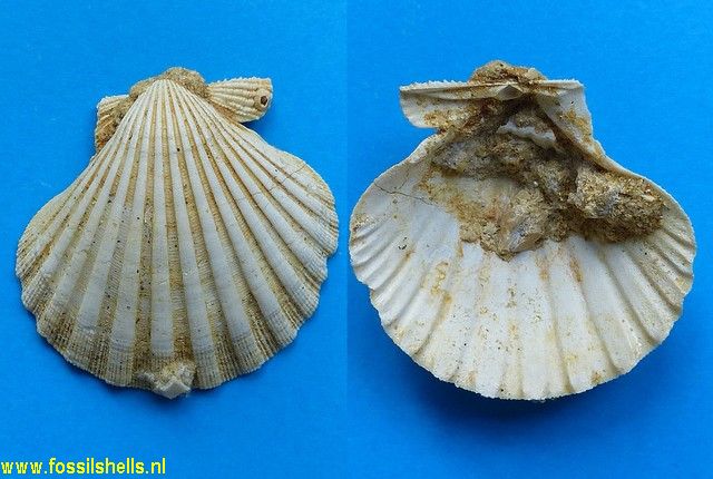 Aequipecten scabrella