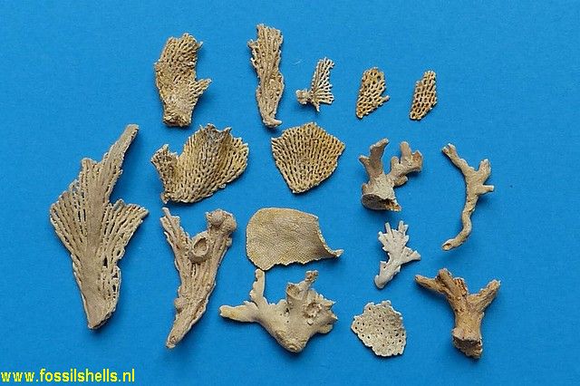 Unidentified Polyzoa