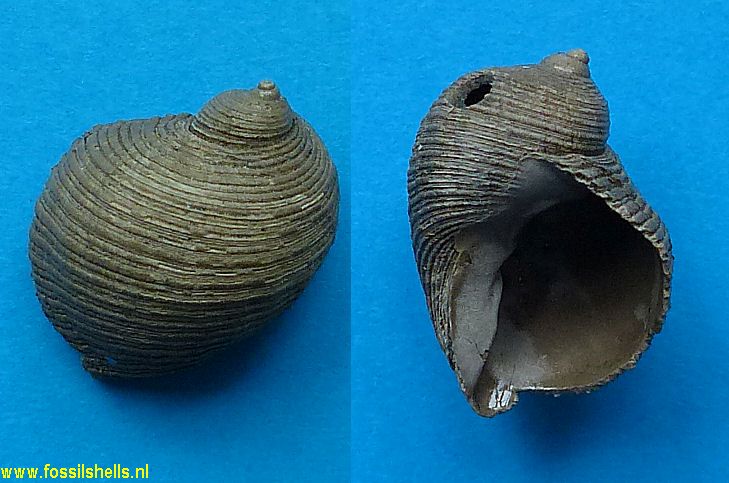 Trigonostoma mistense