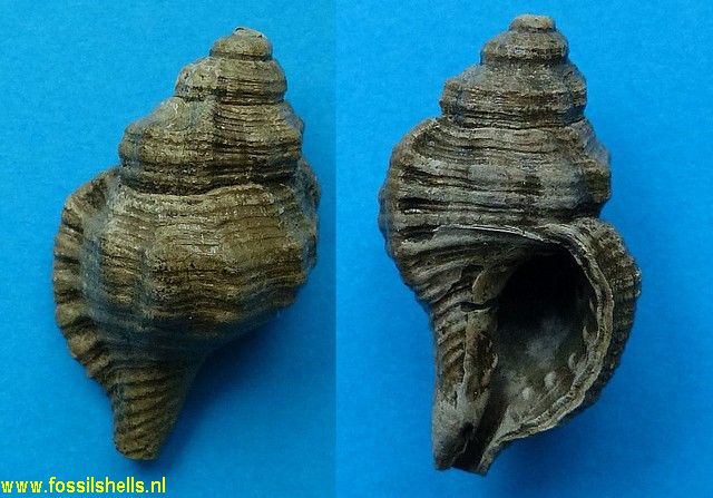 Cymatium doliaroides