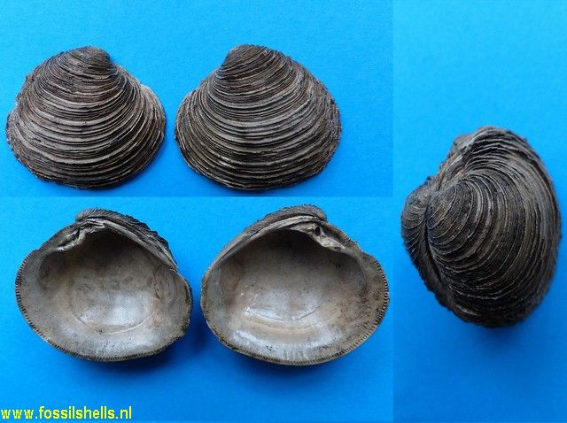 Venus multilamella multilamella