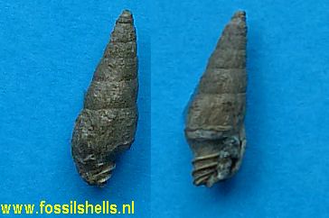 Mitra species