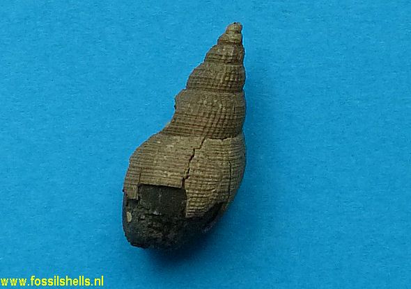 Acamptogenotia escheri