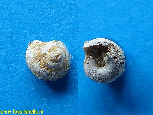 Solariella species