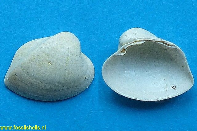 Glossocardia eocaenica
