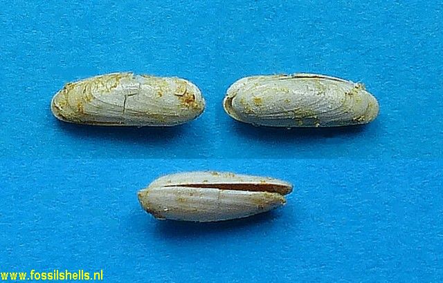 Lithophaga sublithophaga