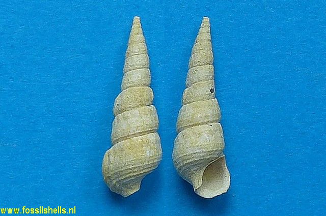 Granulolabium turritellatum