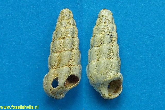 Granulolabium obliquatum