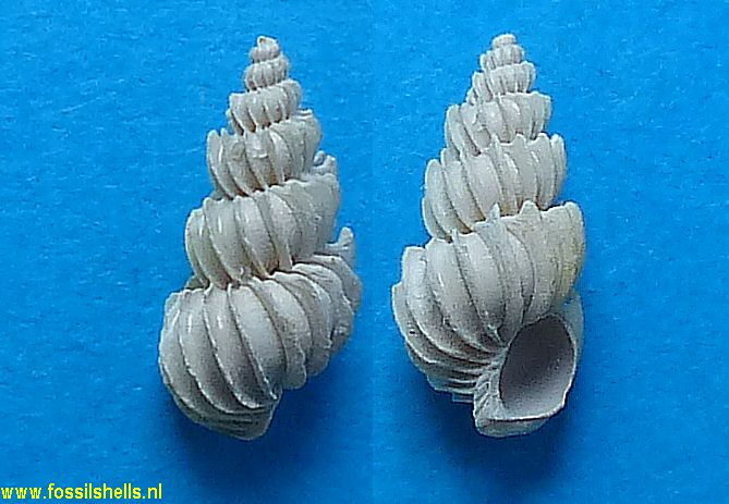 Cirsotrema rogeri