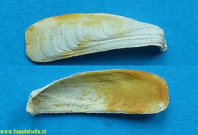 Eufistulana elongata