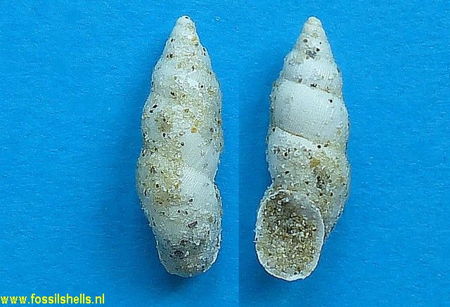 Proalbinaria joncheryensis