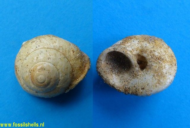 Palaeocyclophorus helicinaeformis