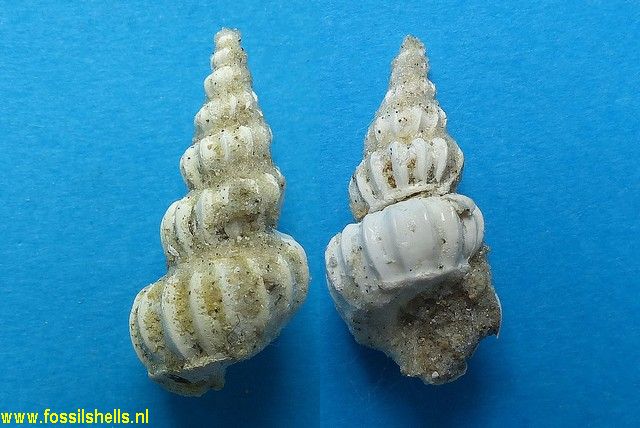 Amaea bowerbankii