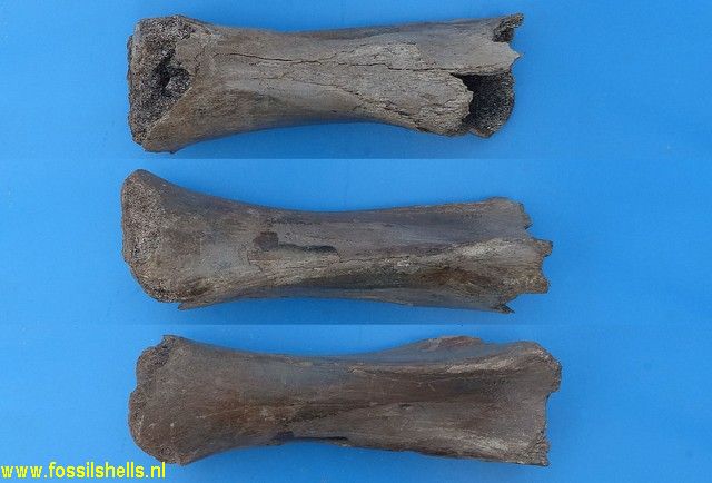 Unidentified Mammalia