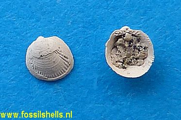 Limopsis anomala coxi