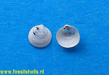 Kellia suborbicularis