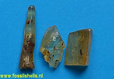 Unidentified Insecta