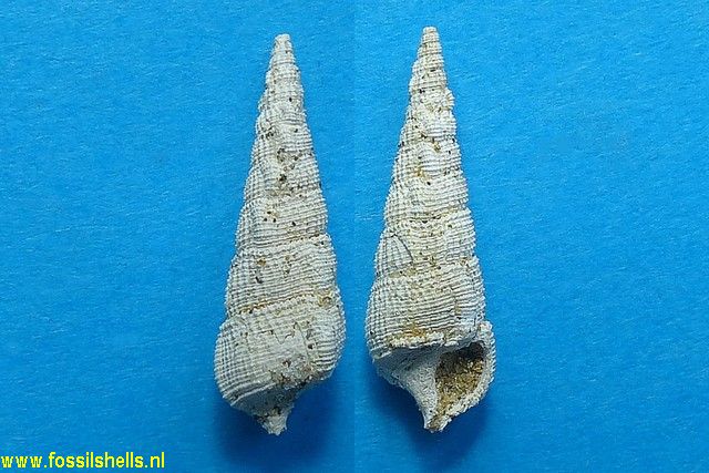 Fastigiella gibbosula